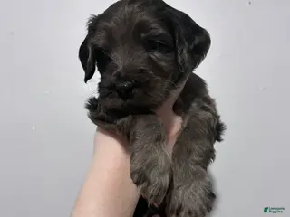 Mixed Breed dogs Taz - Ad 21