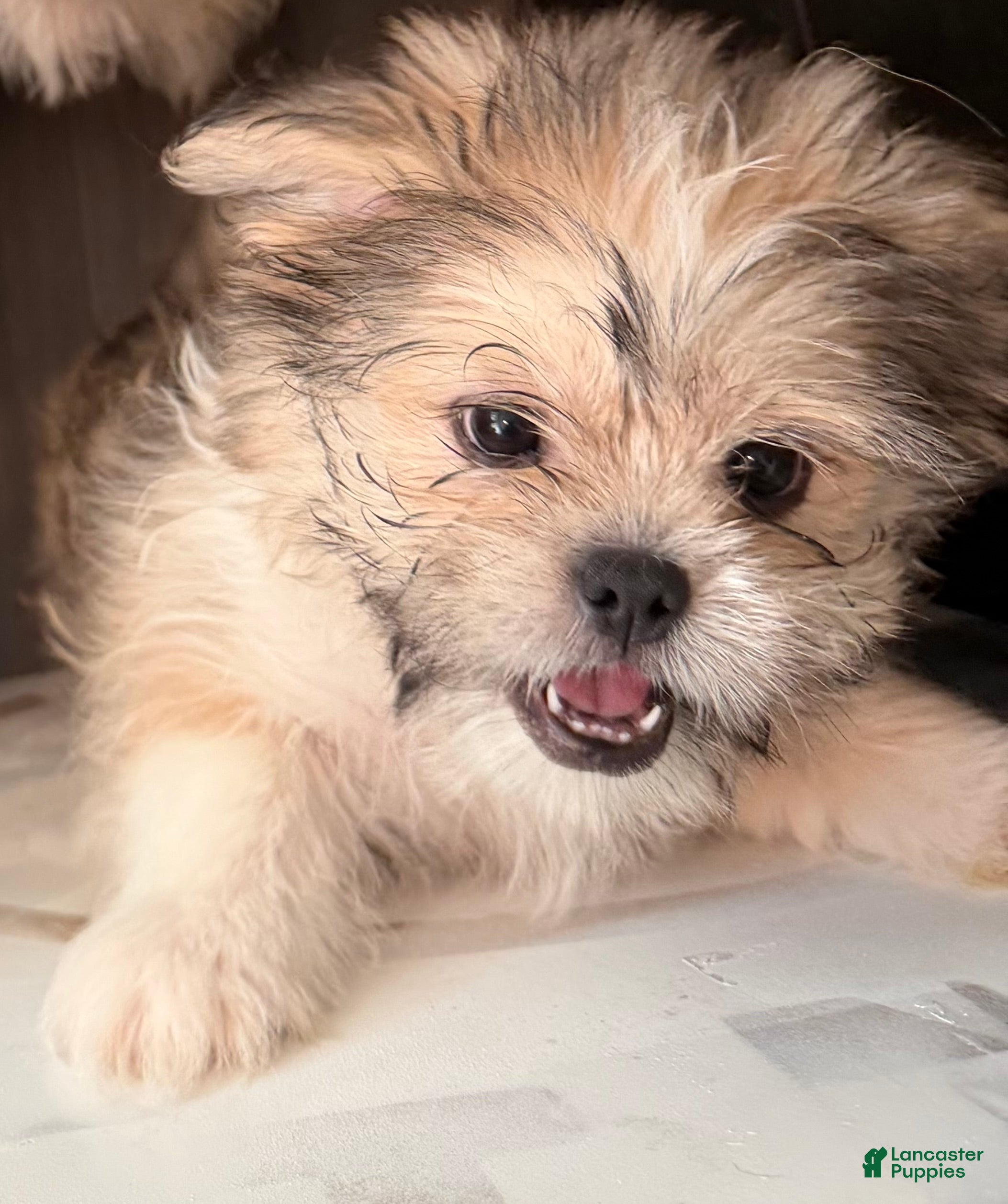 Mixed Breed dogs Peke- Tzu Pup 1 - Ad 24