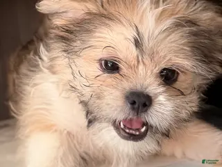 Mixed Breed dogs Peke- Tzu Pup 1 - Ad 24