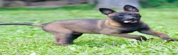 Belgian Malinois dogs for sale: Samson - Ad 2