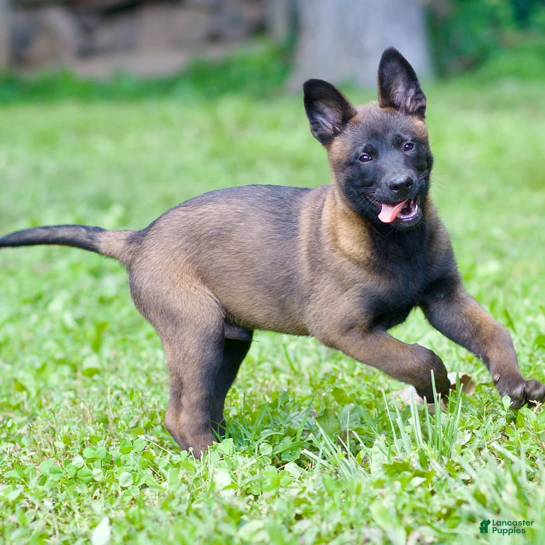 Belgian Malinois dogs for sale: Samson - Ad 2