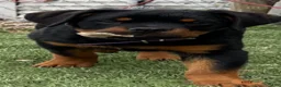 Rottweiler dogs for sale: Sweet Pea - Ad 1