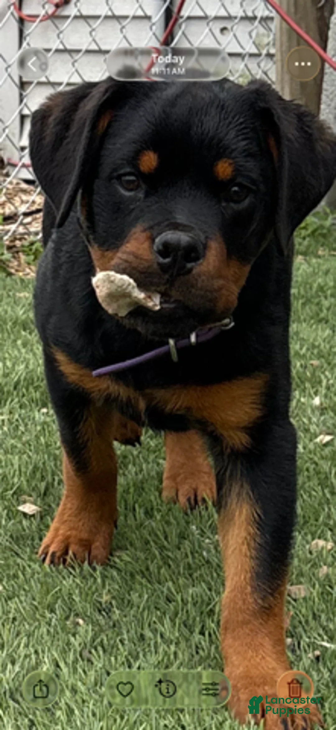 Rottweiler dogs for sale: Sweet Pea - Ad 1