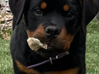 Rottweiler dogs for sale: Sweet Pea - Ad 2