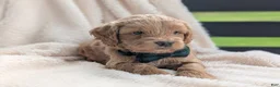 Mini Goldendoodle dogs for sale: Brody - Ad 3