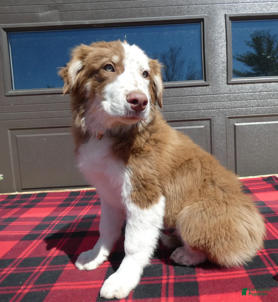 Mixed Breed dogs for sale: Australian Shepherd Puppy 1 Roger - Ad 2