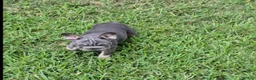 French Bulldog dogs for sale: Debow Big Rope Fluffy Carrier - Ad 7