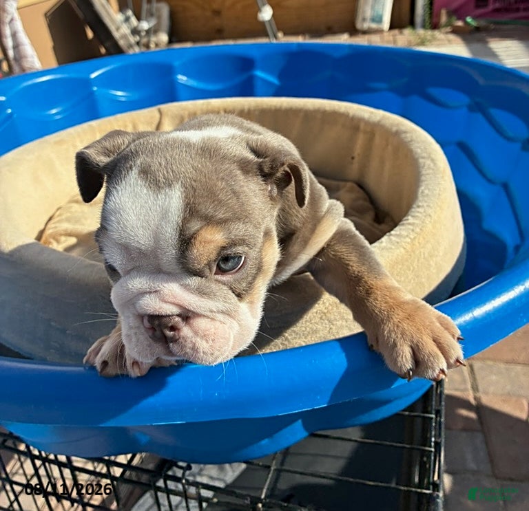 English Bulldog dogs Peanut - Ad 2