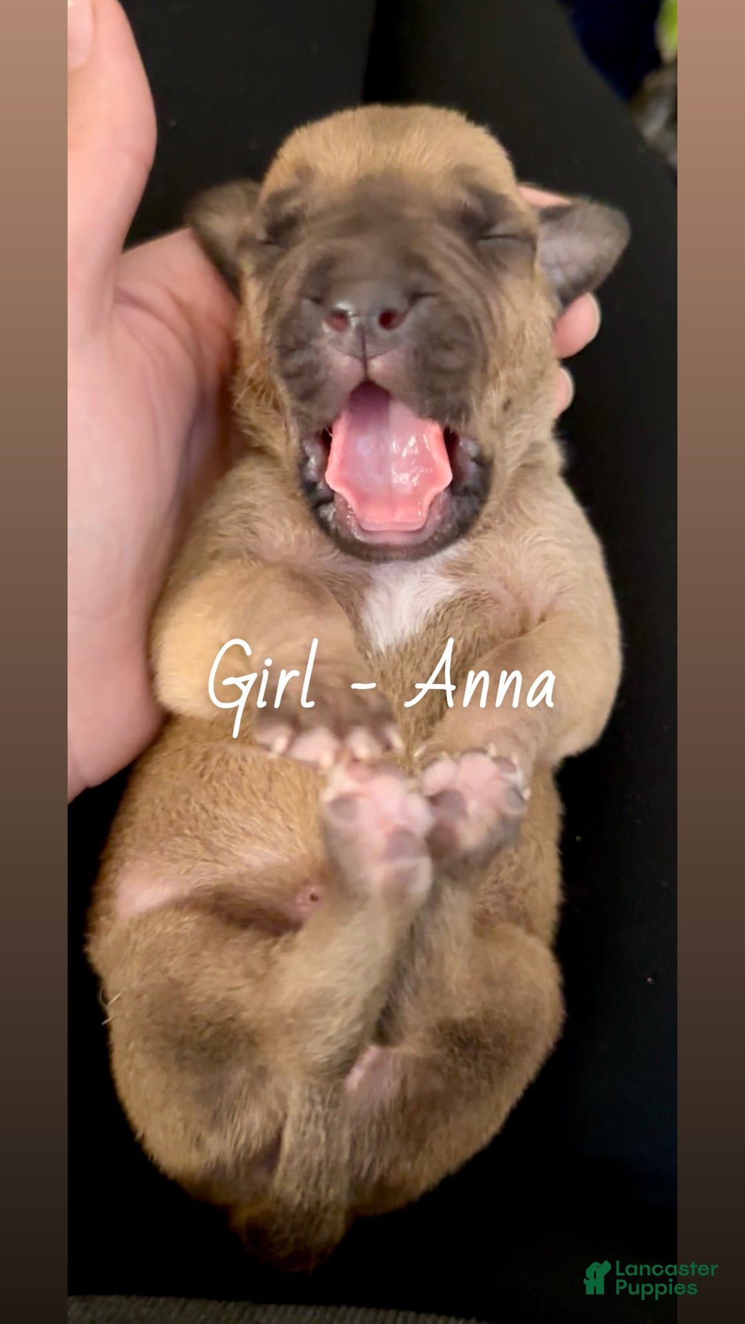 Mixed Breed dogs for sale: Anna - Ad 3