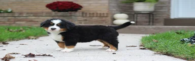 Bruno