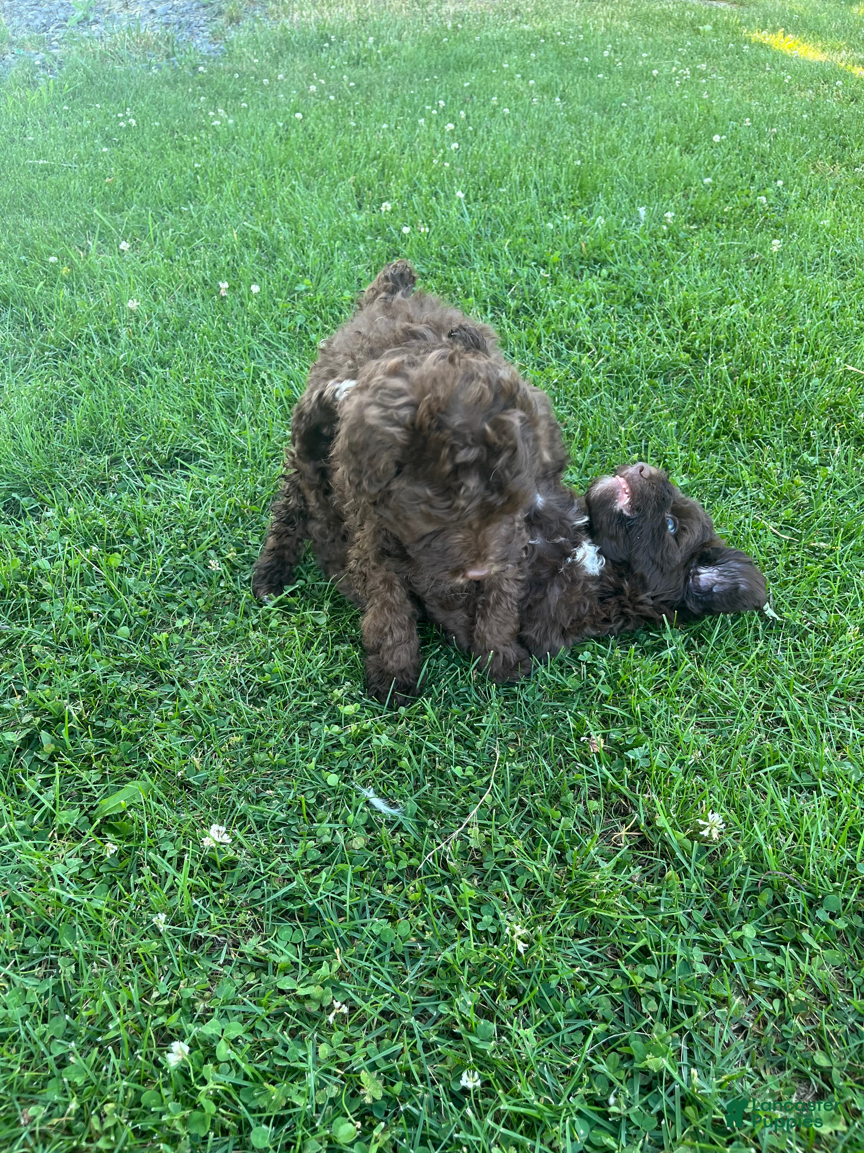 Miniature Labradoodle dogs Merle-Piper - Ad 2