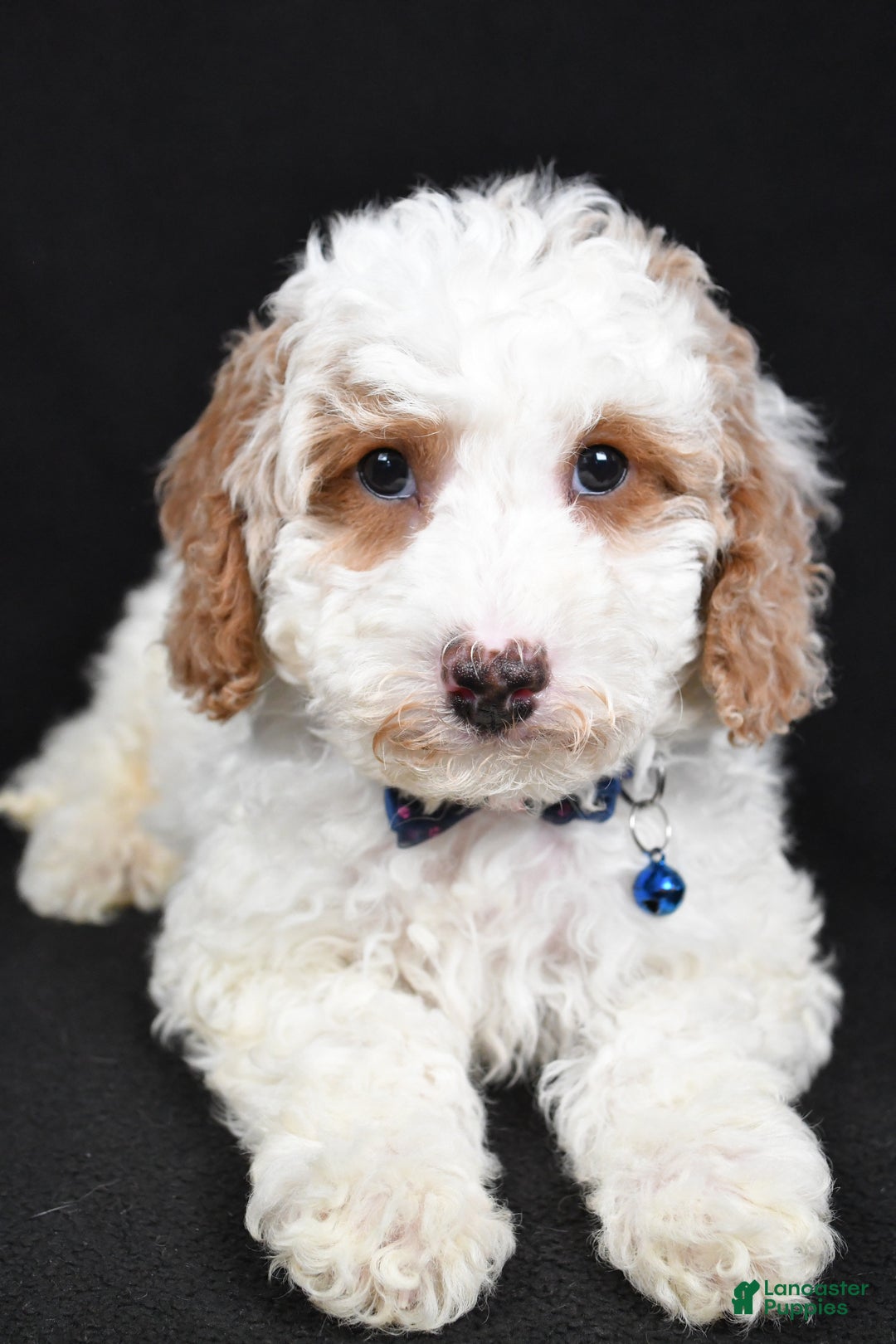 Cavapoo dogs for sale: Smokey - Ad 7