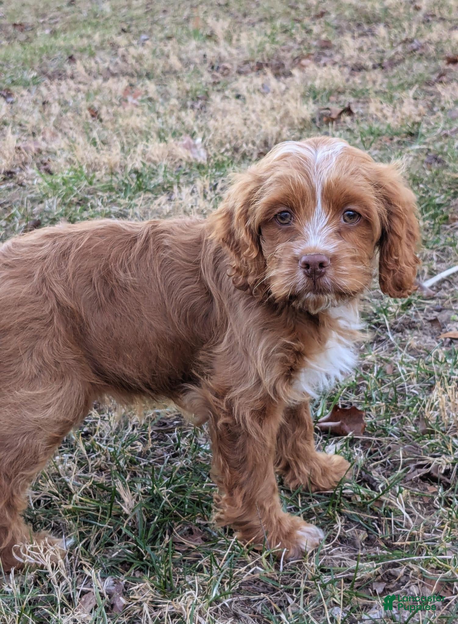 Cockapoo dogs Forrest - Ad 38