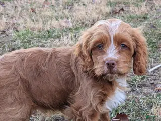 Cockapoo dogs Forrest - Ad 2