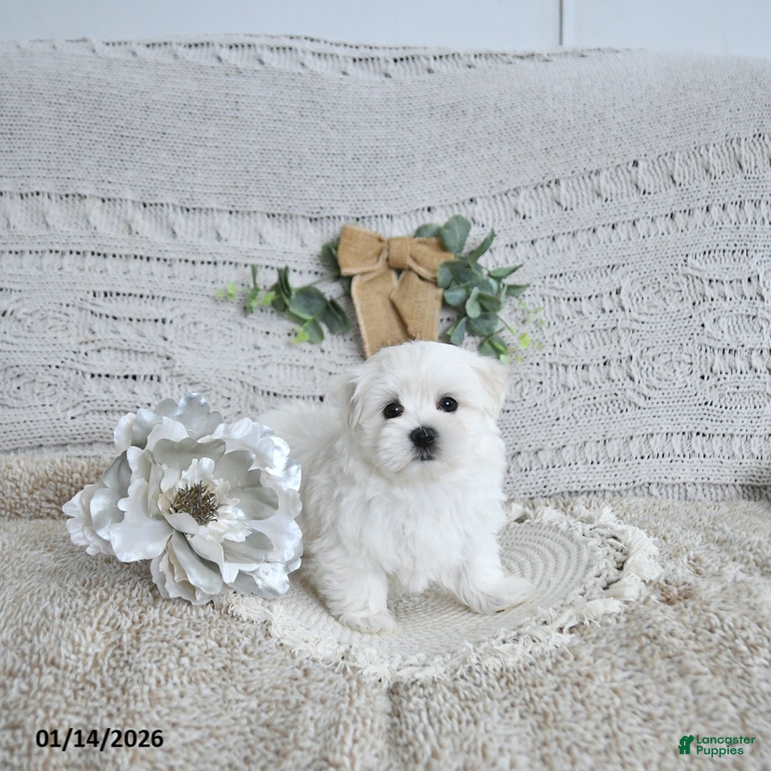 Maltese dogs for sale: Fritz EXTRA SMALL - Ad 2