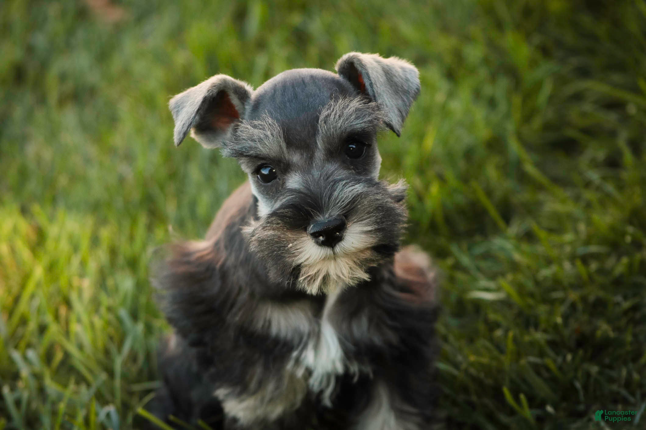 Miniature Schnauzer dogs Annabelle Miniature Schnauzer  - Ad 1