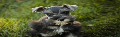 Annabelle Miniature Schnauzer 