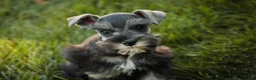 Miniature Schnauzer dogs for sale: Annabelle Miniature Schnauzer  - Ad 1