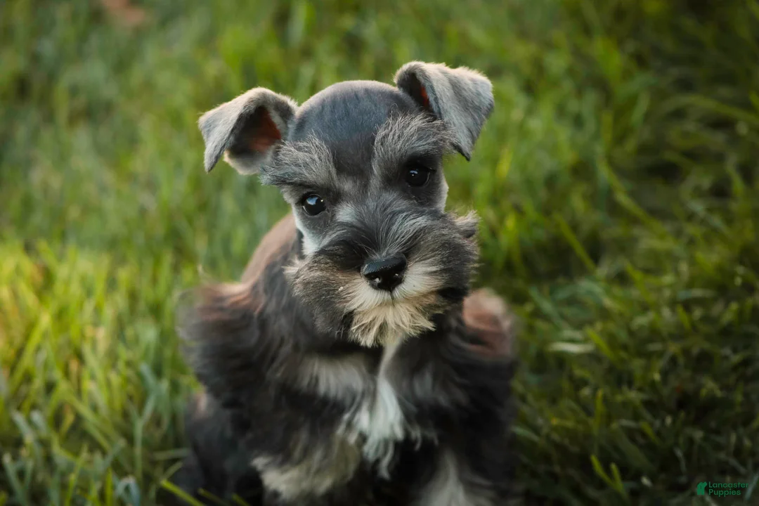 Miniature Schnauzer dogs for sale: Annabelle Miniature Schnauzer  - Ad 1
