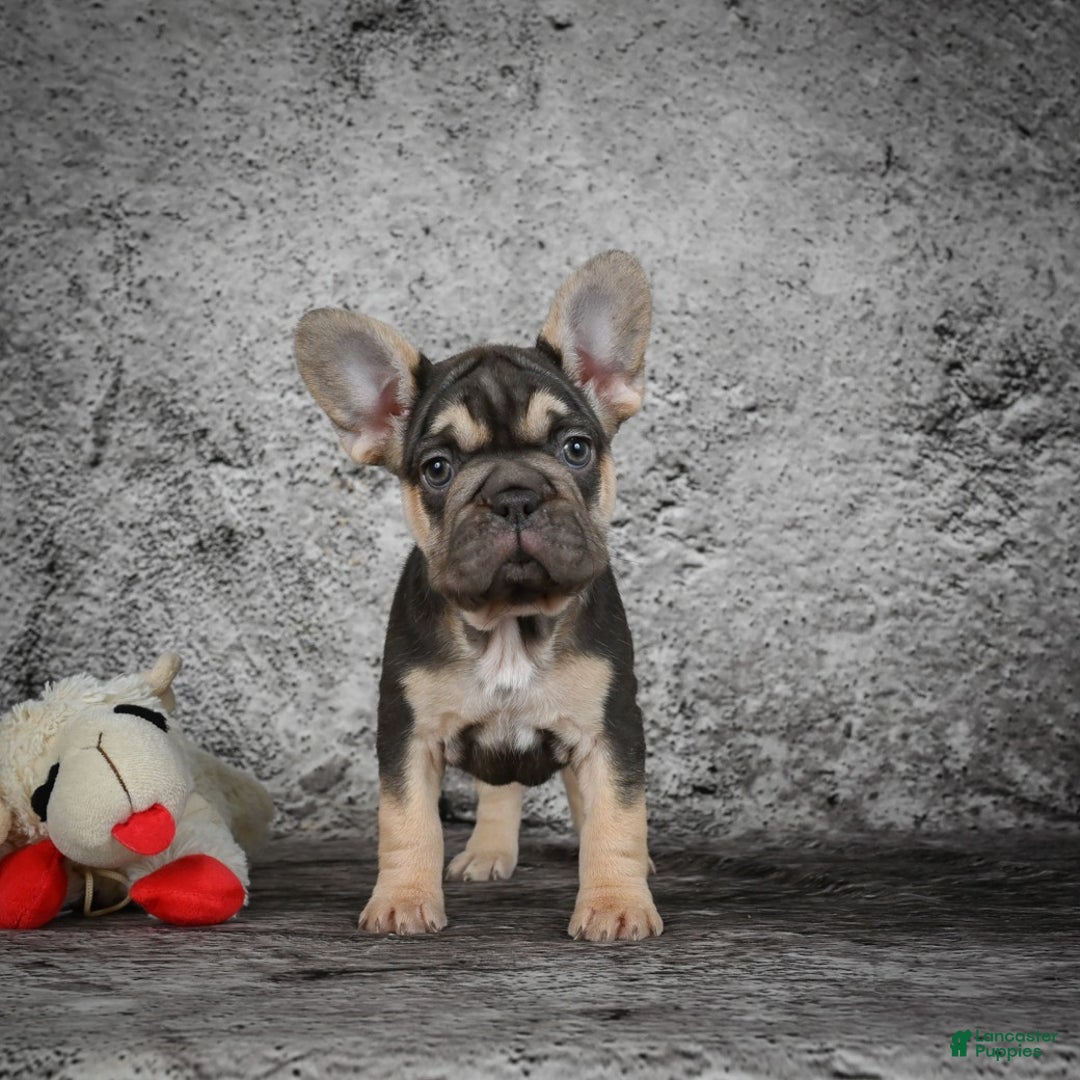 French Bulldog dogs for sale: Claire - Ad 2