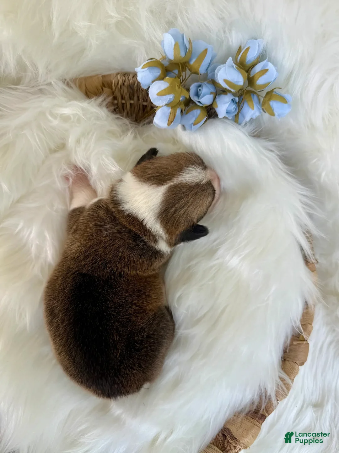 Welsh Corgi Pembroke dogs for sale: Franco - Ad 9