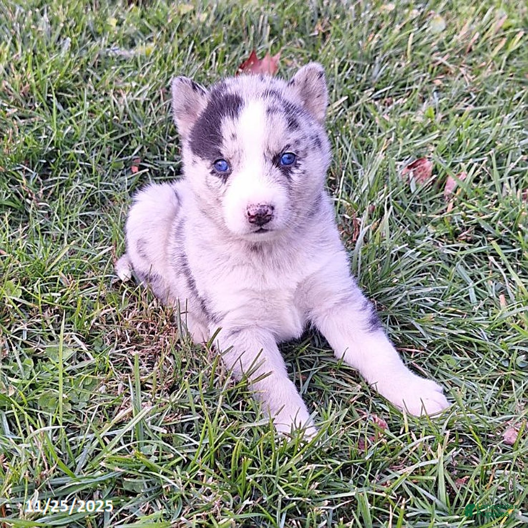 Gerberian Shepsky dogs for sale: Chief - Ad 1