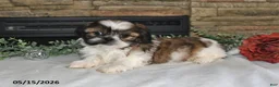 Shih Tzu dogs for sale: Tiffany - Ad 2