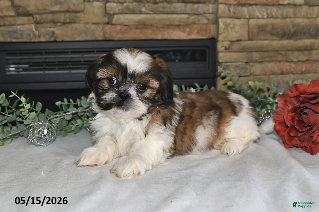 Shih Tzu dogs for sale: Tiffany - Ad 2