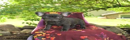 French Bulldog dogs for sale: Faye - Ad 2