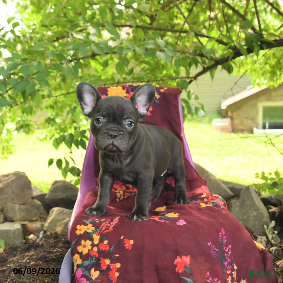 French Bulldog dogs for sale: Faye - Ad 2