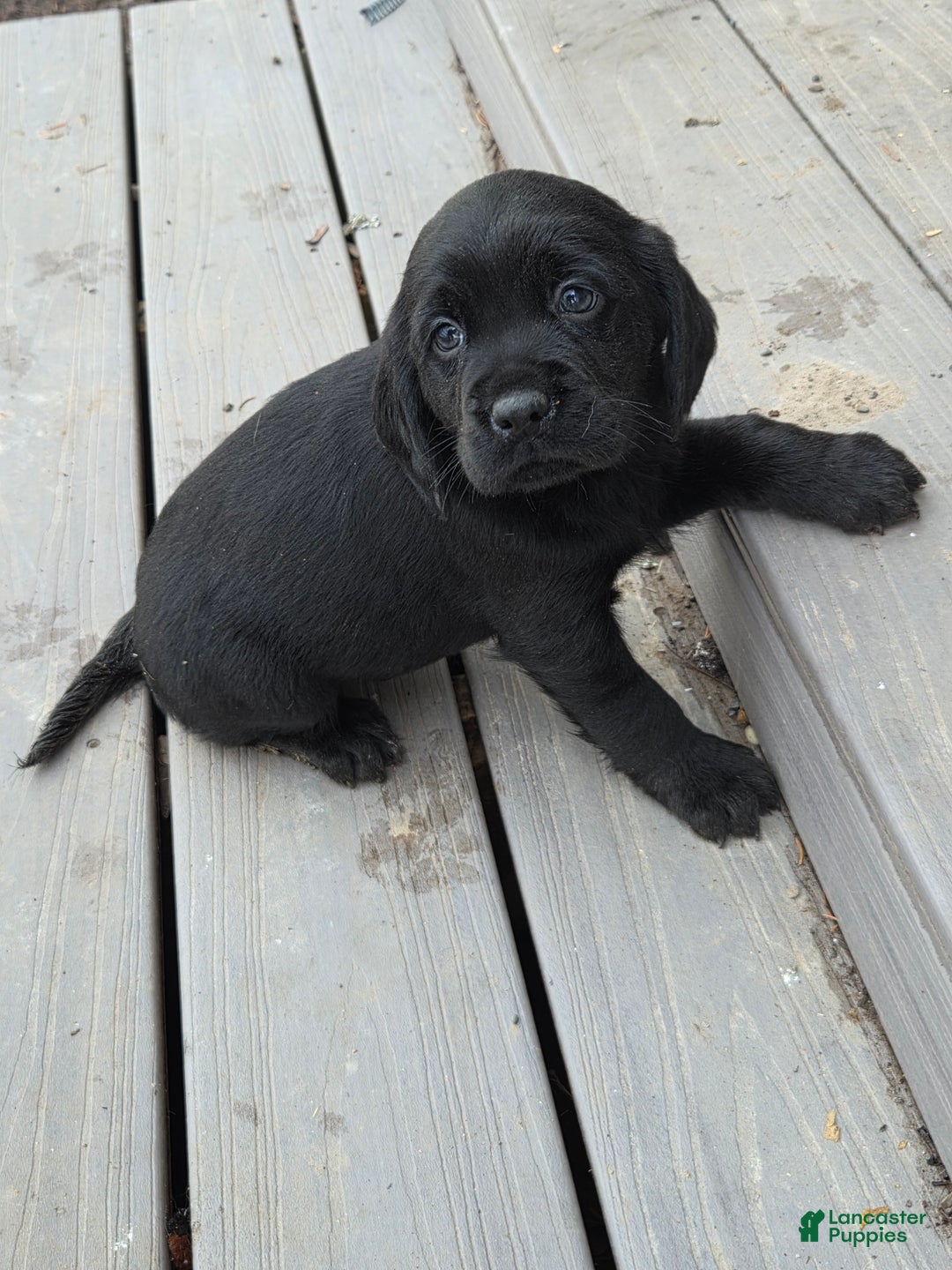 Mixed Breed dogs for sale: Labrador/Cocker Spaniel  - Ad 2