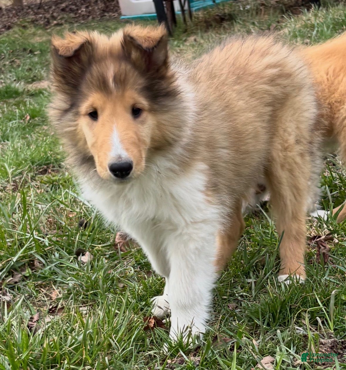 Collie dogs Moose - Ad 12