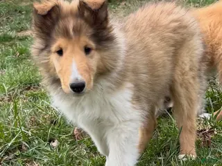 Collie dogs Moose - Ad 8