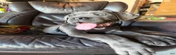 Cane Corso dogs for sale: Cane Corso Puppy 1 - Ad 3