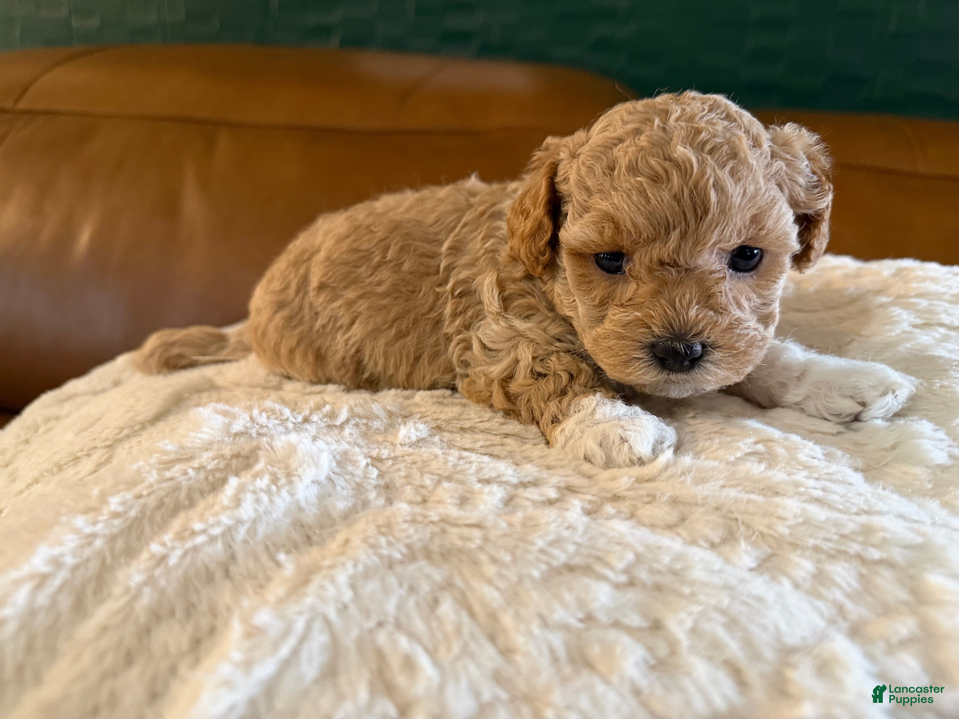 Maltipoo dogs Maltipoo 3 - Ad 4