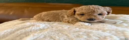 Maltipoo dogs for sale: Maltipoo 3 - Ad 1