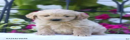 Mini Goldendoodle dogs for sale: Jethro - Ad 4