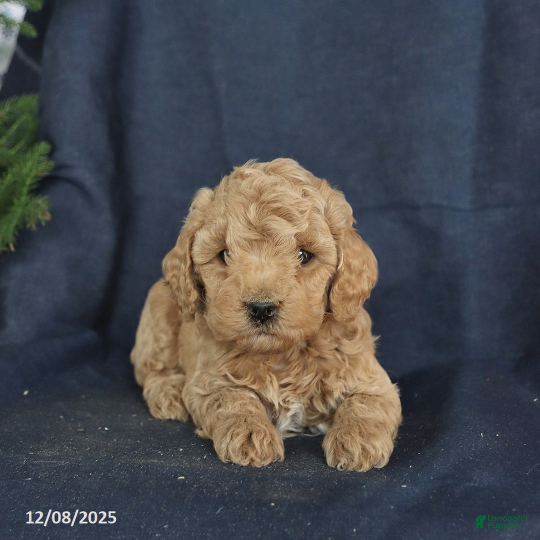 Cockapoo dogs for sale: Cocoa - Ad 3