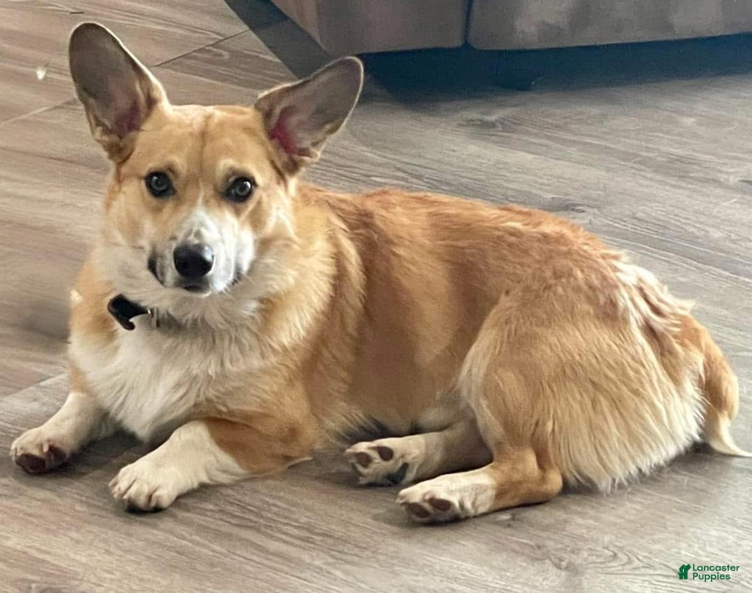 Gallery Image {{count}}