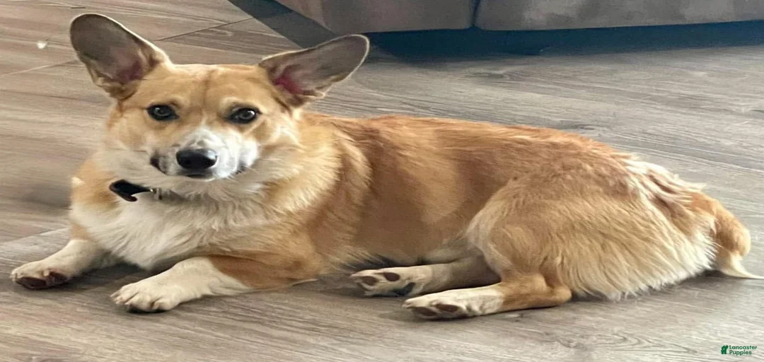 Gallery Image {{count}}