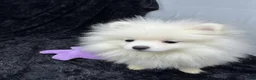Pomeranian dogs for sale: Casper - Ad 1