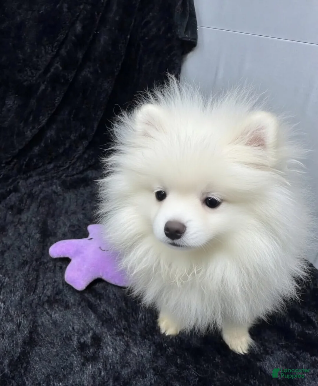 Pomeranian dogs for sale: Casper - Ad 1