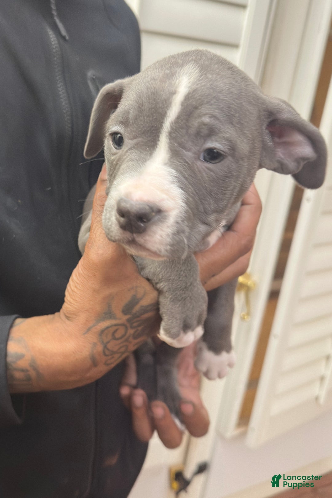 American Bully dogs for sale: Bella (Yellow) ABKC Blue - Ad 6