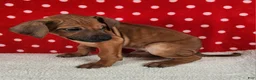 Rhodesian Ridgeback dogs for sale: Rocco - Ad 5