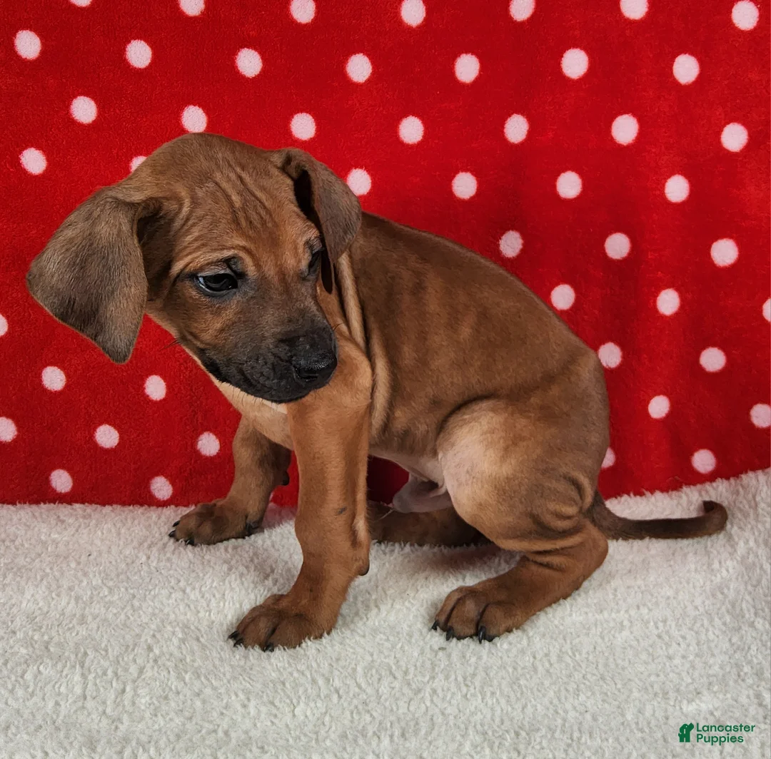 Rhodesian Ridgeback dogs for sale: Rocco - Ad 5