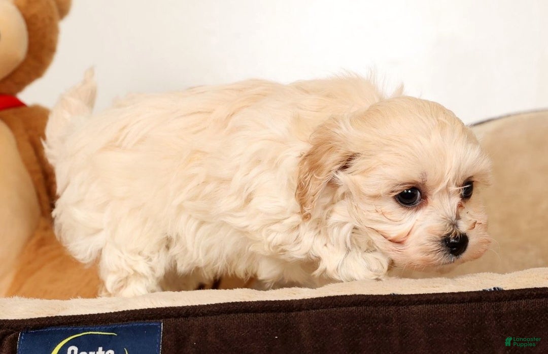Maltipoo dogs for sale: Sammy - Ad 7