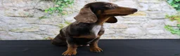 Miniature Dachshund dogs for sale: Miniature Dachshund Puppy 5 - Ad 12