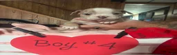 Olde English Bulldogge dogs for sale: Olde English Bulldogge 10 - Ad 12