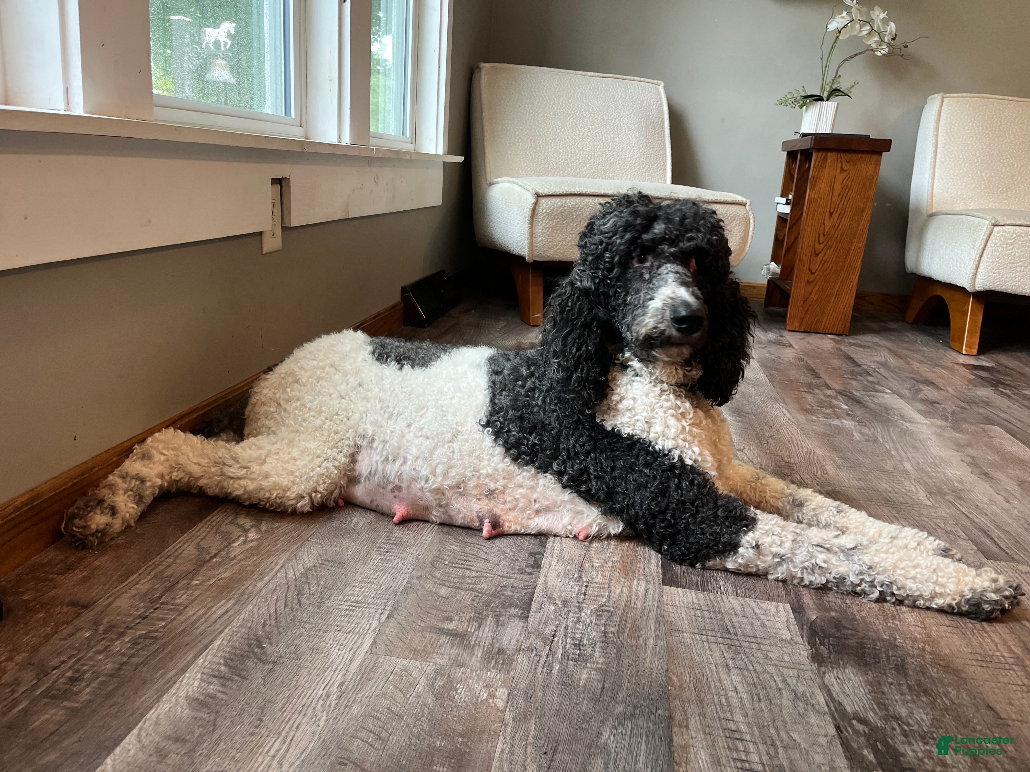 Goldendoodle dogs Goldendoodle Puppy 2 - Ad 2