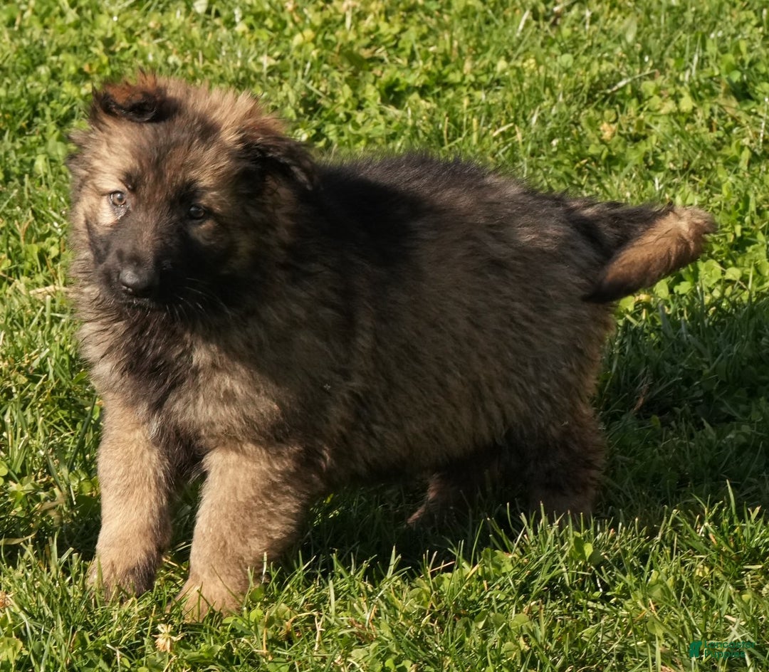 German Shepherd dogs for sale: Zoey - Ad 5